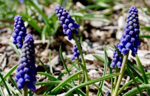 What's blooming at WVBG